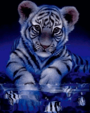 white tiger